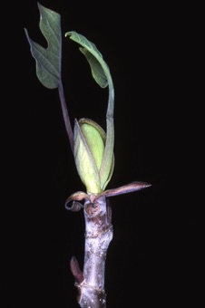 Liriodendron--note encircling stipular scars on twigs; stipules that enclose developing leaves and meristem.